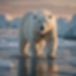 A polar bear standing majestically on a drifting ice floe