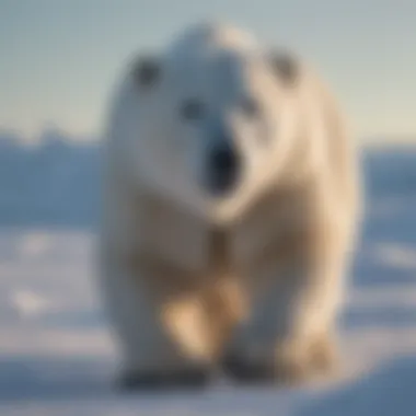 Stark Beauty of Arctic Landscape The arctic landscape showcasing the stark beauty of polar bear habitats