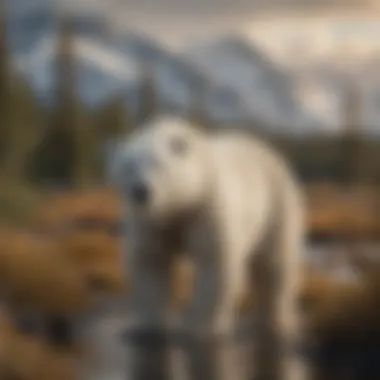 Impact of Climate Change on Polar Bear Habitats An illustration depicting the effects of climate change on polar bear habitats