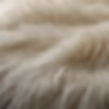 Polar Bear Fur Adaptations A close-up of polar bear fur, illustrating their adaptations for cold environments