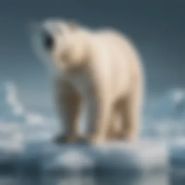 A polar bear standing on a floating ice platform