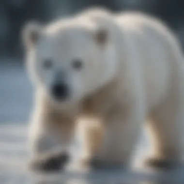 Playful Polar Bear Cub on Ice Polar bear cub playing on the ice.