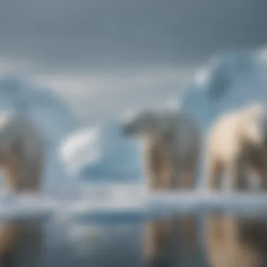 Impact of Climate Change on Polar Bears A group of polar bears on a melting ice floe.
