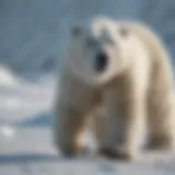 A polar bear hunting on the icy tundra