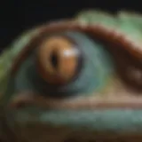 Predatory Eyes of Chameleon