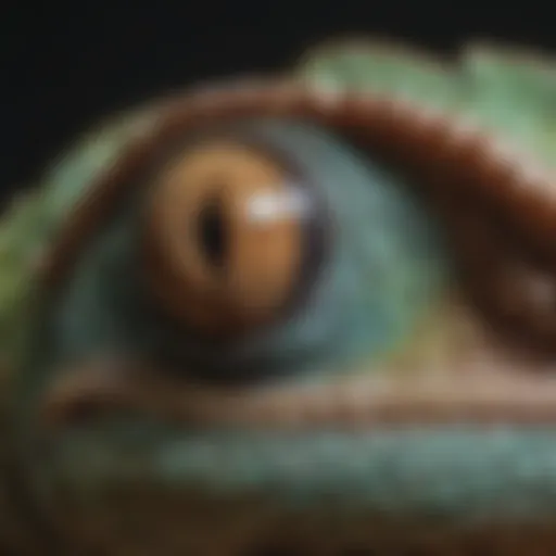 Predatory Eyes of Chameleon