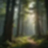 Lush green forest canopy with sunlight filtering through