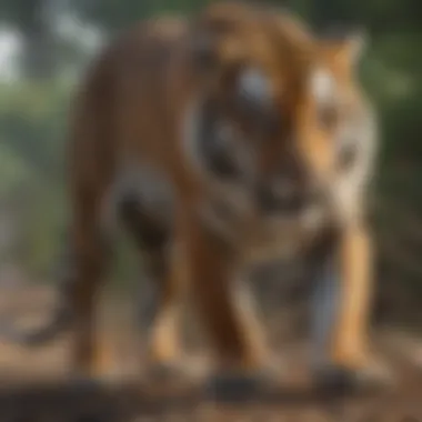 Tiger Roaming Freely in the Wild