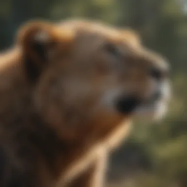 Endangered species conservation strategy
