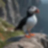 Puffin on Rocky Cliff