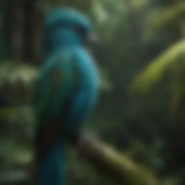 Quetzal - Guatemala's National Bird