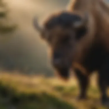 Rare European Bison in Bieszczady Mountains