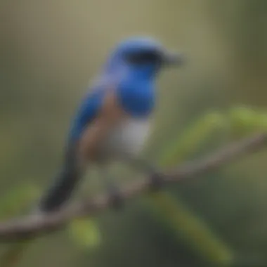A vibrant Scrub Jay perched on a branch, highlighting its striking blue and gray plumage.