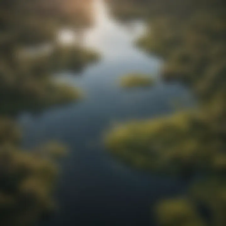 An aerial view of a wetland ecosystem, illustrating the diverse habitats that support Florida's rare wildlife.