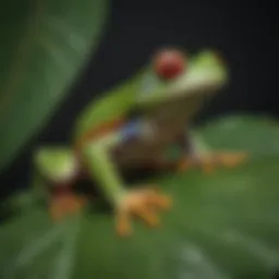 A vibrant red-eyed tree frog perched on a green leaf, showcasing its stunning colors.