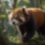 Red Panda Climbing Trees