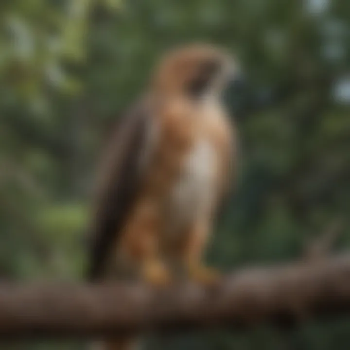 Red-tailed hawk perched on a tree branch