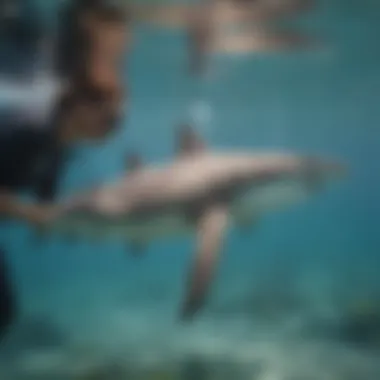 Scientist Tagging Hammerhead Sharks for Study Researcher Tagging Hammerhead Sharks