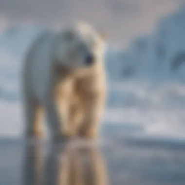 Polar bear hunting for food on frozen tundra