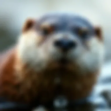 Close-up of River Otter's Waterproof Fur Close-up of river otter's dense fur and waterproof qualities