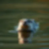 River otter swimming gracefully in a river