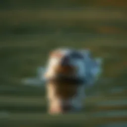 River otter swimming gracefully in a river