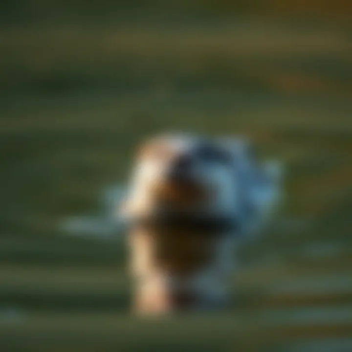 River otter swimming gracefully in a river