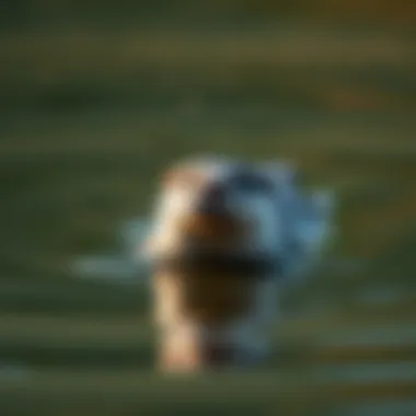 Graceful River Otter Swimming River otter swimming gracefully in a river
