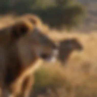 Conservationists monitoring lion population in the grasslands