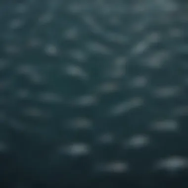 Aerial view of a school of fish in the migration path of Great White Sharks