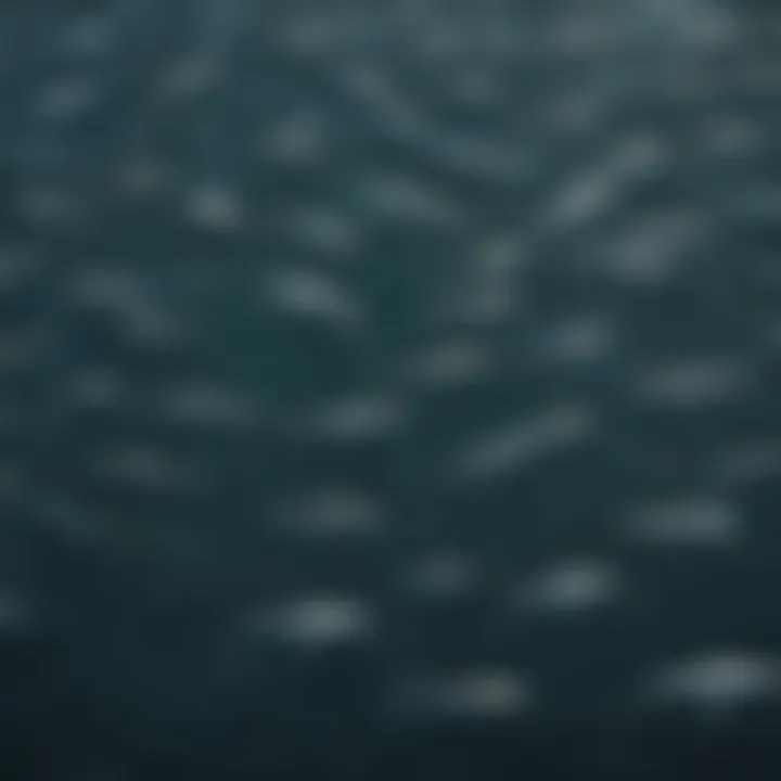 Aerial view of a school of fish in the migration path of Great White Sharks