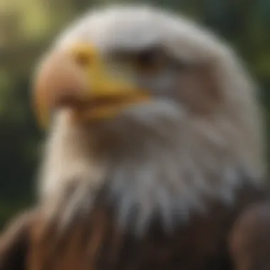 Scientific Anatomy of the Bald Eagle