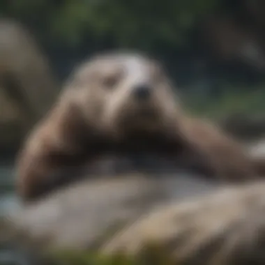 Sea otter grooming its fur on a rock