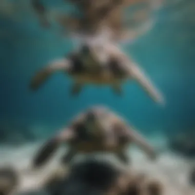 Size Disparity: Sea Turtle Beside Diver for Scale Sea Turtle Comparison with Diver