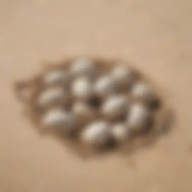 Sea turtle eggs in a nest on the beach