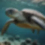 Majestic Sea Turtle in Ocean Habitat