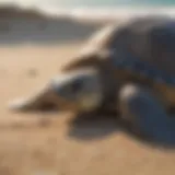 Sea turtle nesting on sandy beach