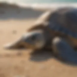 Sea turtle nesting on sandy beach