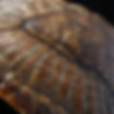 Intricate Patterns on the Shell of a Sea Turtle Close-up of Sea Turtle Shell Patterns