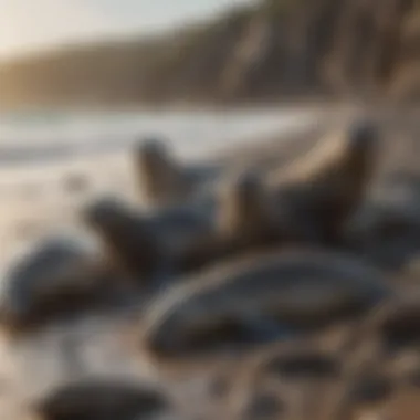 A group of seals lounging on a rocky shore under the sun.