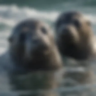 A young seal playing with its sibling in the ocean waves.