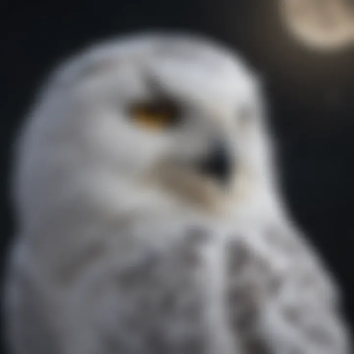 Silhouetted snowy owl against the backdrop of a moonlit night