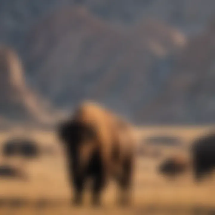 Silhouettes of bison grazing against the backdrop of the Badlands