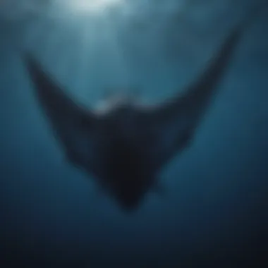 Sleek manta ray elegantly soaring in the deep blue sea