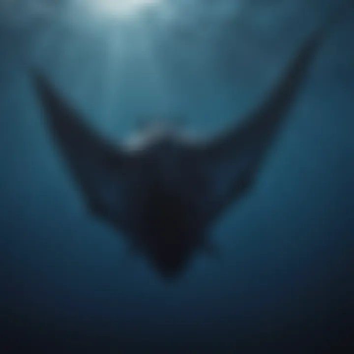 Sleek manta ray elegantly soaring in the deep blue sea