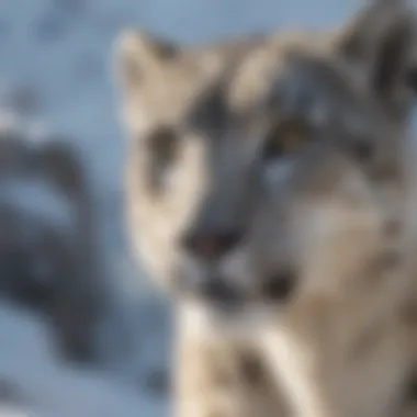 Snow Leopard Conservation Poster