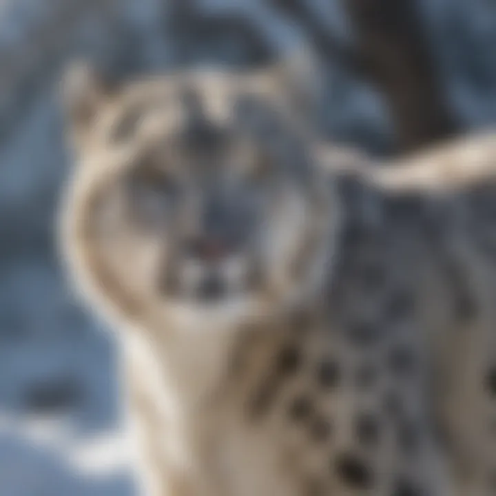 Snow Leopard Habitat Protection