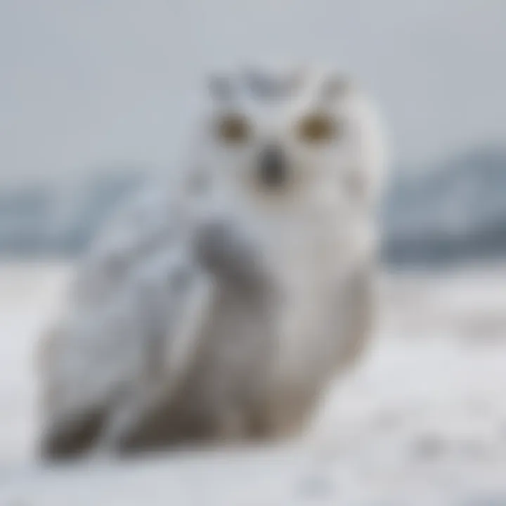 Camouflaged Elegance of the Snowy Owl Snowy owl camouflaged against snowy landscape