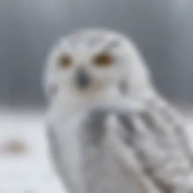 Snowy Owl camouflaged against a snowy background