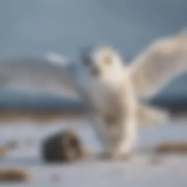 Snowy owl capturing prey with precision